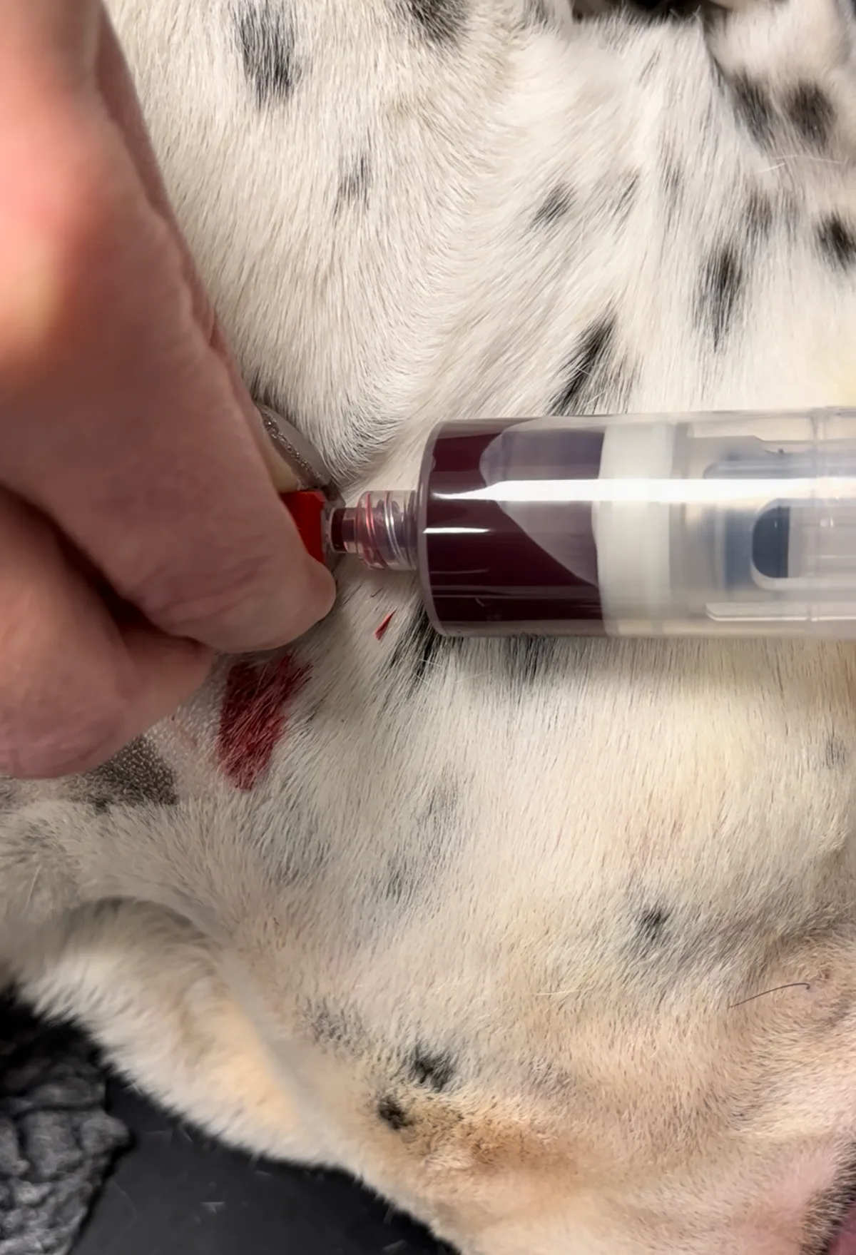 PRP injection in a dog – platelet-rich plasma being administered intraarticularly