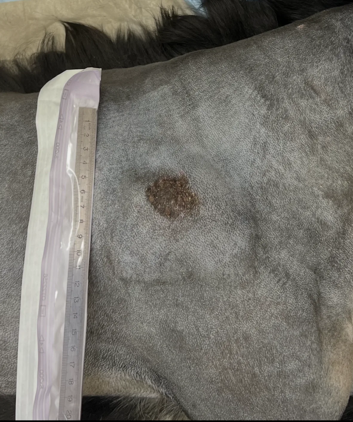 Mastzelltumor beim Hund – präoperative Beurteilung mit Massband
