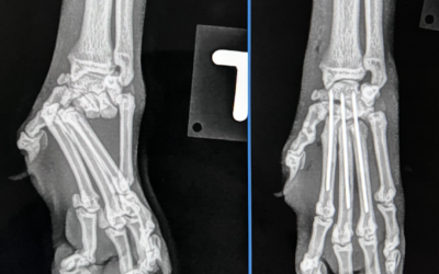 Autounfall bei Hund und Katze – Risiken, Kosten und Herausforderungen bei Hunden und Katzen, die von einem Auto angefahren wurden