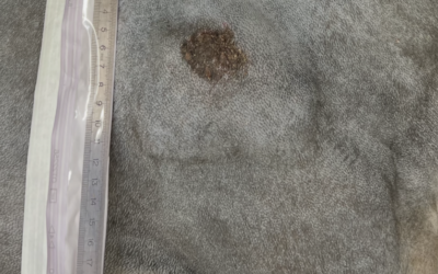 Tumorchirurgie bei Hund & Katze in Basel | Tierarzt