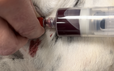 PRP beim Hund (Plättchenreiches Plasma): Biologische Grundlagen, klinische Anwendung und Evidenz